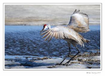 Sandhill dance goose pond.jpg